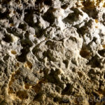 Bouquetin gravé Abri Pataud