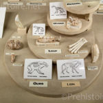 Restes d'animaux Abri Pataud