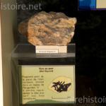 Fragment de paroi peint Abri Pataud