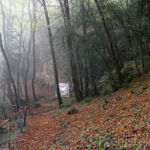 Visite dans les bois Castel Merle