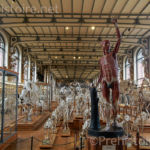 Salle basse Galerie d'anatomie