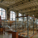 Salle basse Galerie d'anatomie