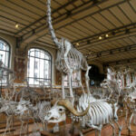 squelette girafe Galerie d'anatomie