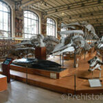 squelette cétacées Galerie d'anatomie