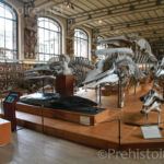 squelette cétacées Galerie d'anatomie