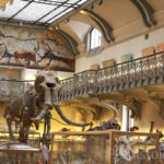 Mammouth Galerie d'anatomie