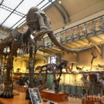 Mammouth Galerie d'anatomie