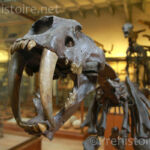 Tigre à dents de sabre Galerie d'anatomie