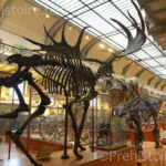 Mégalocéros Galerie d'anatomie