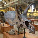 Triceratops Galerie d'anatomie