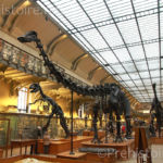Diplodocus Galerie d'anatomie
