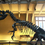 Tyrannosaure Galerie d'anatomie