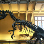 Tyrannosaure Galerie d'anatomie