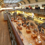 Vue aérienne salle haute Galerie d'anatomie