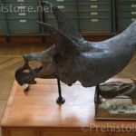Tricératops Galerie d'anatomie