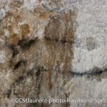 Cervidé Grotte de Gargas