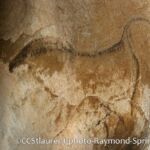 Bison acéphale Grotte de Gargas