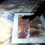 Nestploria bureau interactif Grotte de Gargas