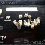 dents de cheval Paléosite de Saint-Césaire