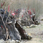 habitat de Sapiens reconstitué Paléosite de Saint-Césaire