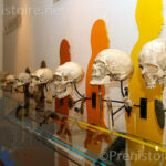 Evolution des crânes Musée de Terra Amata