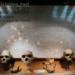 Homo erectus en Europe Musée de Terra Amata