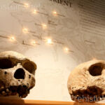 Crâne Homo erectus Musée de Terra Amata