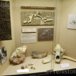 Musée animaux Pech Merle