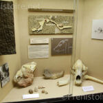 Musée animaux Pech Merle