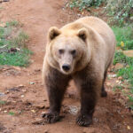 Ours Regourdou