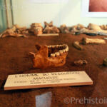 Mâchoire homme du Regourdou Regourdou